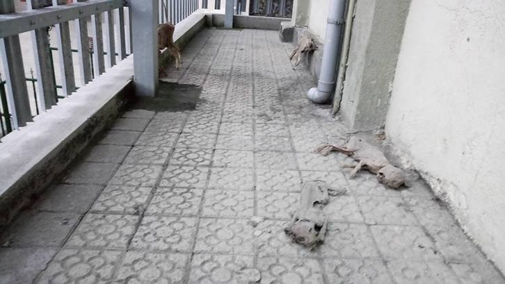 Los cuatro cadáveres de gatos colocados en el lugar en el que se alimenta la colonia de gatos. (vía facebook Jarko Lleserday)
