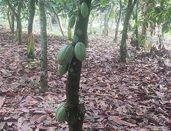 Imagen de un árbol de cacao en buen estado.